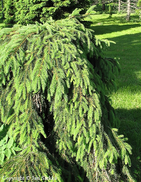 Picea abies f. cubans 'Hiisi', mtskuusi